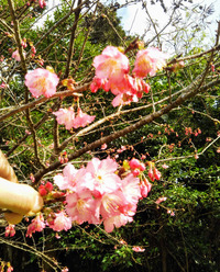 日本一早い桜まつり！沖縄本部町八重岳