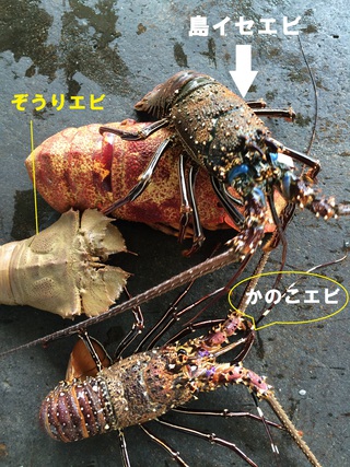 セリの様子