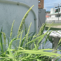 伊祖自治会　広報　６月号