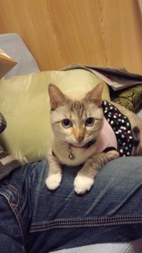 りのです♪ 2011/12/27 21:11:22