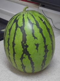 恩名村産すいか 2009/07/07 09:44:11