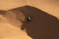 ナミブ砂漠 2009/02/08 15:35:40