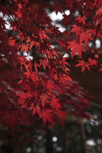 紅葉 2008/11/05 23:37:33