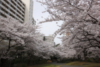 サクラサク 2008/03/30 10:33:18