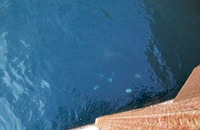 マキマキ 2009/10/08 18:22:17