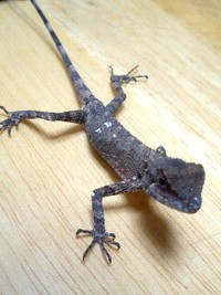 「三郎、現る！！」 2007/02/19 21:37:00