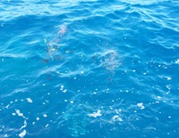 費用対釣果 2009/09/15 11:07:11