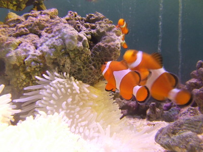 カクレクマノミ 海水魚 熱帯魚 プランクトン