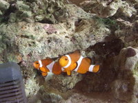 カクレ夫婦　お引越し