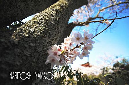 あせび道：宮島の桜