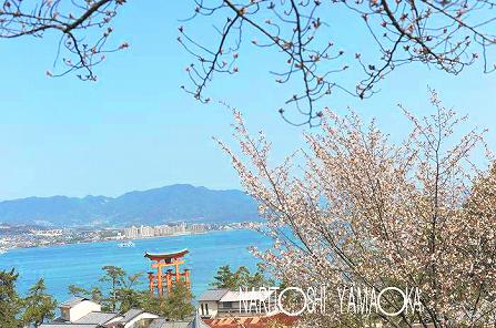あせび道：宮島の桜