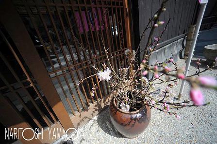 町屋通り：宮島の桜