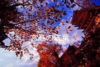 宮島の紅葉