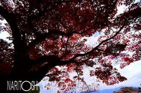 桜町公園：宮島の紅葉