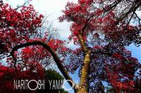 大元公園：宮島の紅葉