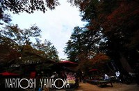 もみぢ茶屋：宮島の紅葉