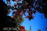 弥山：宮島の紅葉
