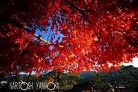 厳島神社周辺：宮島の紅葉