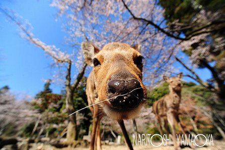 大元公園：宮島の桜