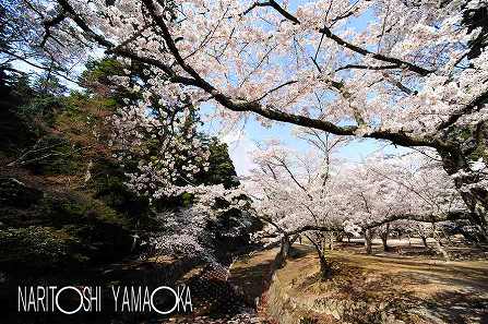 大元公園：宮島の桜