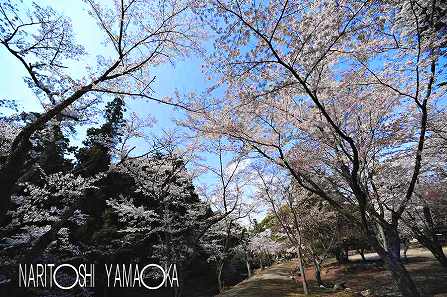 大元公園：宮島の桜