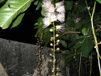 さがり花ピンク