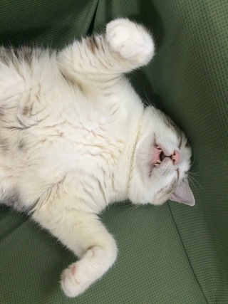明けましておめでとうございます