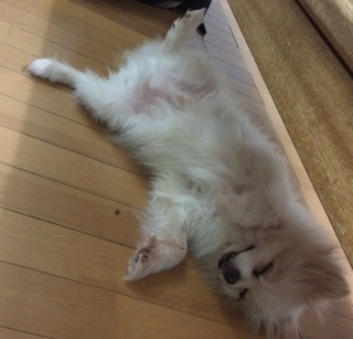明けましておめでとうございます