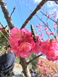 名護桜祭りといちご狩り♫ 2016/02/02 15:44:05