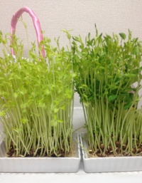 パトラッシュ…。 2014/10/25 21:04:39