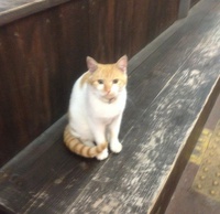 ねこさん。 2014/02/15 00:04:56