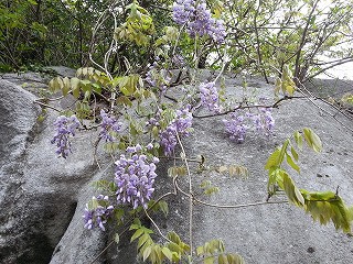 平尾台カルスト台地