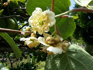 家の周りは花盛り