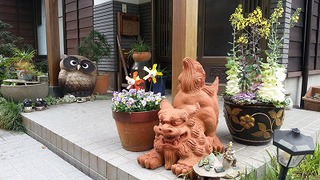 満開のタツナミソウ