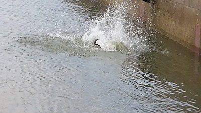 孫くんの夏休み