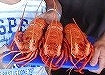 パートⅤ　オーストラリア　カバジャムワイドライフパーク・ピナクルス