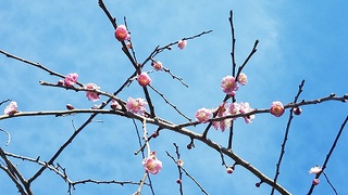盲腸ガン（大腸がん）　手術から　退院まで