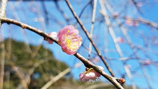 ただいま