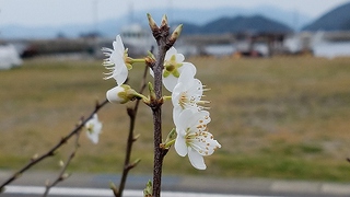 鹿児島出水の鶴　　鹿町町上空を北帰行　