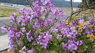 鹿児島出水の鶴　　鹿町町上空を北帰行　