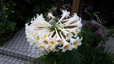 超豪華な一本のタカサゴユリ