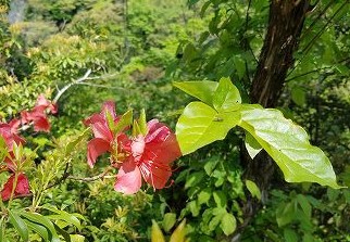 秘境の里　祖谷のかずら橋と祖谷川の小便小僧　（徳島）