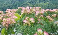 家の周りは「ねむの木」の花の海 2018/07/06 21:02:23