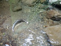 里帰り　長兄の初盆　