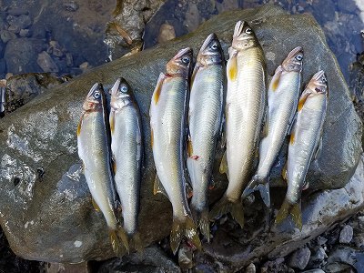 里帰り　長兄の初盆　