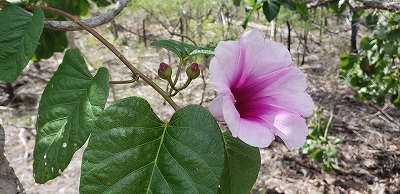 チャンギ空港　トランジットホテル休息　帰国