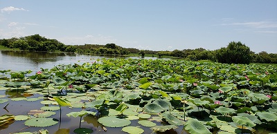 ダーウィン　カカドゥ国立公園　イエロー・ウォーター　　　　　　　　　　　　旅行５日目　　午前