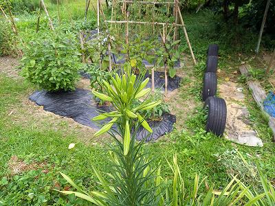超豪華な一本のタカサゴユリ
