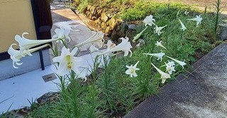 超豪華な一本のタカサゴユリ