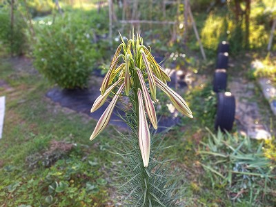 超豪華な一本のタカサゴユリ